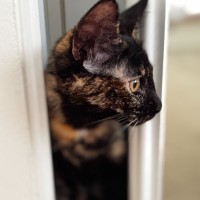 Photo of Flabbergast