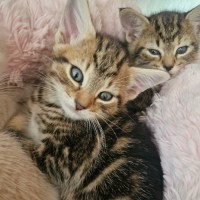 Photo of C1510 Stevie