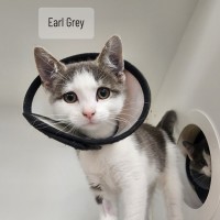 Photo of The Tea Kittens 