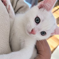 Photo of Cosmo