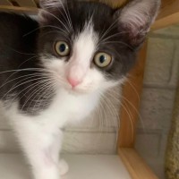 Photo of Cleopatra