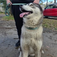 Photo of Nova