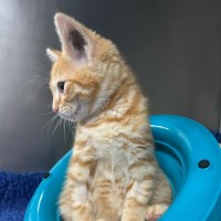 Photo of Crumpet   Located In Ashburton