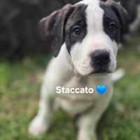 Photo of Violins Babies 🎻🐶