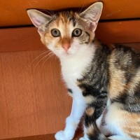 Photo of Praavini