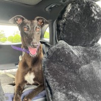 Photo of Scarlett, The Greyhound