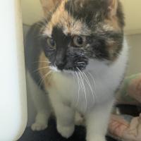Photo of 😍 Miss Muffet 7383 😍