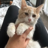 Photo of Cooper