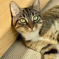 Photo of Kitty