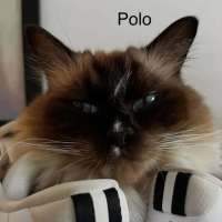 Photo of Marco And Polo