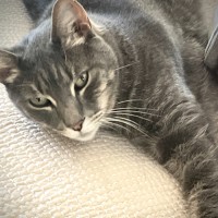 Photo of Ikko & Nikko