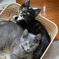 Photo of Inez   Located In Surrey Hills