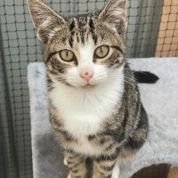 Photo of Nissa ** 2nd Chance Cat Rescue**