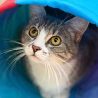 Photo of Paisley 