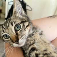 Photo of Bear *9 Lives Project Rescue*