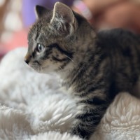 Photo of Ross Meet Me@Petstock Hastings Store 