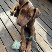 Photo of Gingermegs