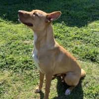 Photo of Sadie