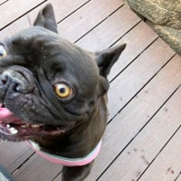 Photo of Stella 