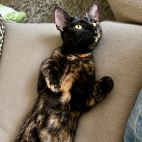 Photo of Latte
