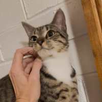 Photo of Fish   Located In Brunswick West