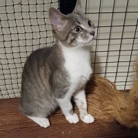 Photo of Messi ** 2nd Chance Cat Rescue**