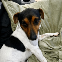 Photo of Max (Aka Remi)