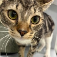 Photo of Hazel   Meet Me @ Petstock Prahran!