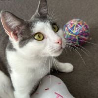 Photo of Gracie