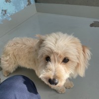 Photo of Nala