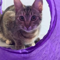Photo of Clementine