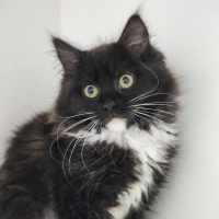 Photo of 🪀 Blair 6106 🪀