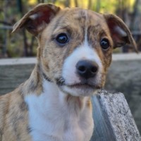 Photo of Daisy