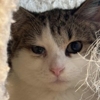 Photo of Brett **2nd Chance Cat Rescue**