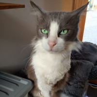 Photo of Meow Meow