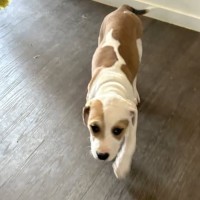 Photo of Whiskey