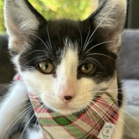 Photo of Basil   In Foster Care In Cranbourne