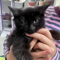 Photo of Sooty 