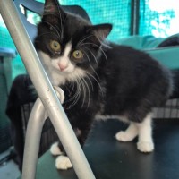 Photo of Yuto ** 2nd Chance Cat Rescue **