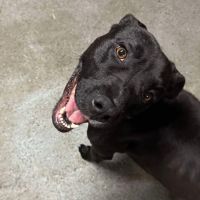 Photo of Boof