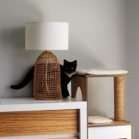 Photo of Lexie ^^Dandy Cat Rescue^^