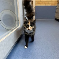 Photo of Apricot