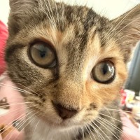 Photo of Feijoa (Fifi)