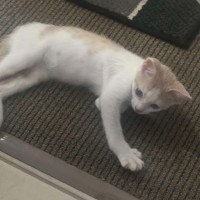 Photo of Apollo