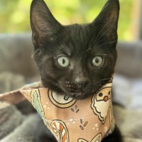 Photo of Jinx   In Foster Care In Cranbourne