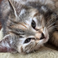 Photo of Iris