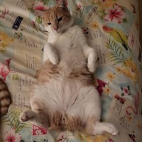 Photo of Latte