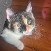 Photo of Champagne And Oj