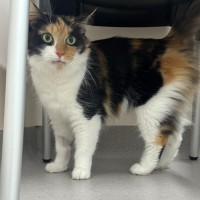 Photo of Jemima   In Foster Care In Ashburton