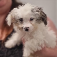 Photo of Max